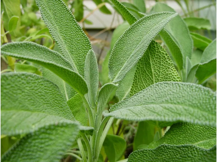 Tipiche erbe mediterranee