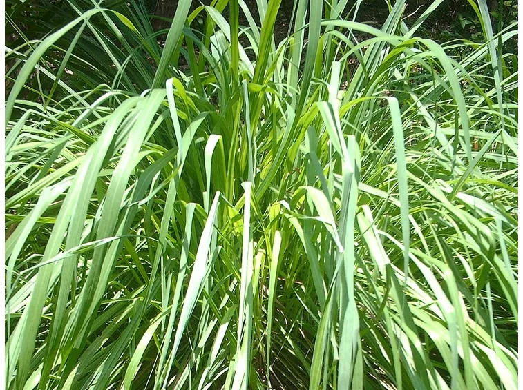 Pianta di citronella