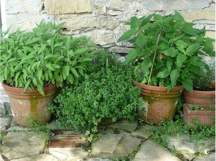 Erbe aromatiche miste