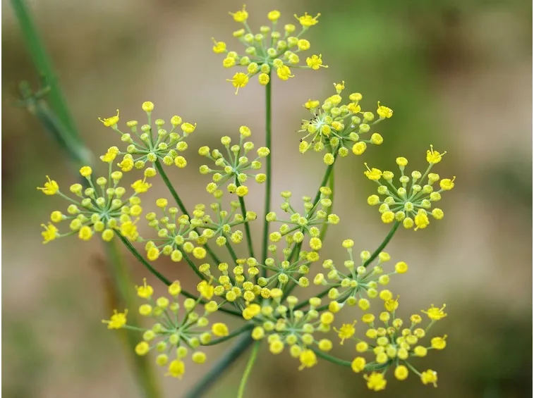 finocchio fiore