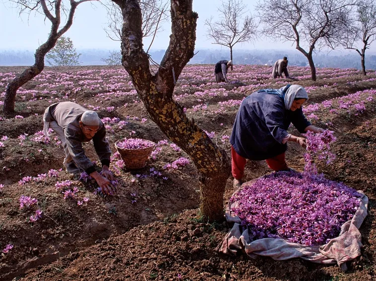 Immagine di fiore di zafferano.