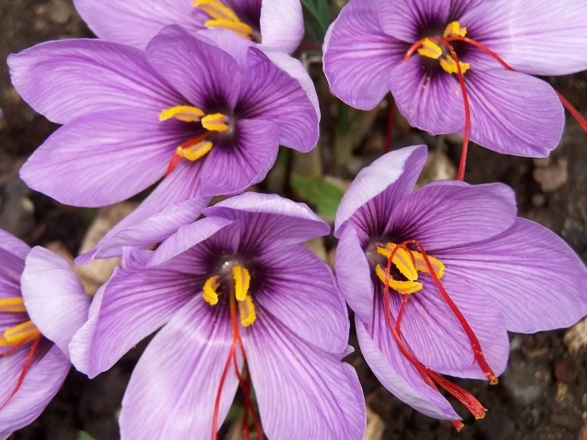 Immagine di fiore zafferano con stimmi rossi