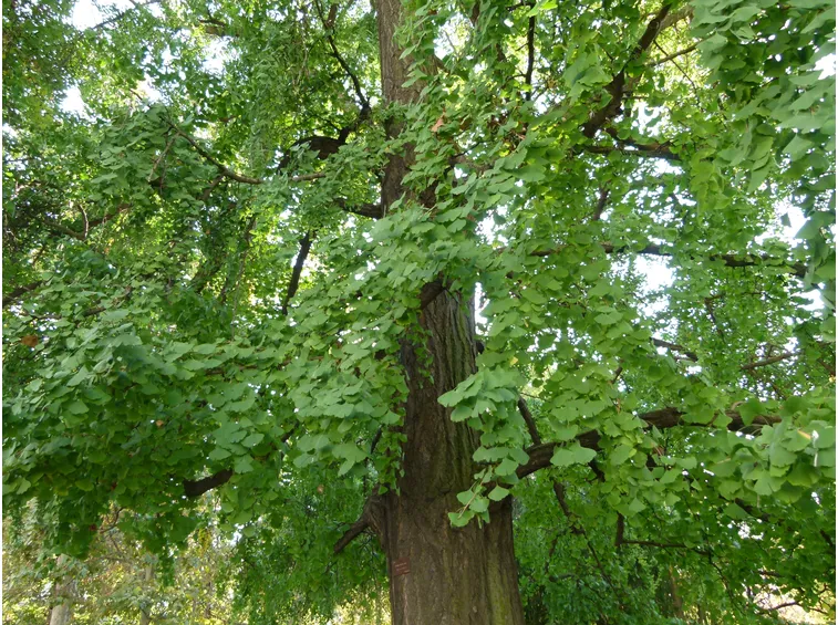 pianta di ginko