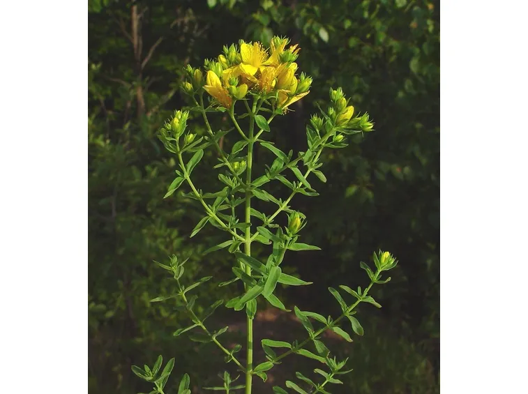 hypericum perf