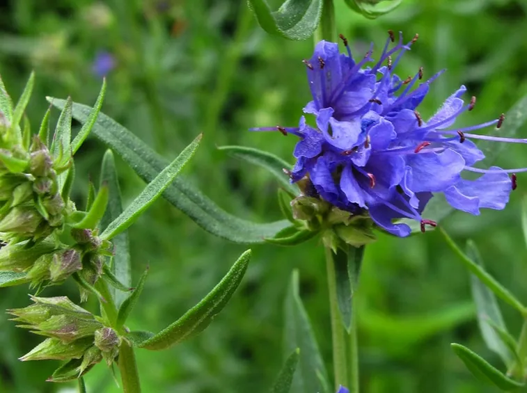 hyssopus officinalis
