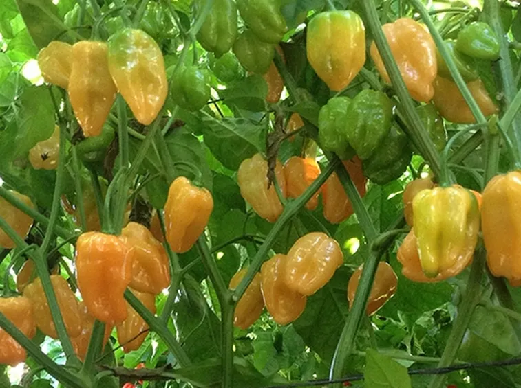 Caratteristiche habanero