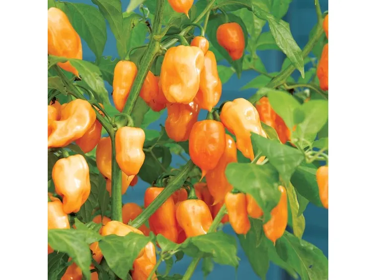 habanero orange