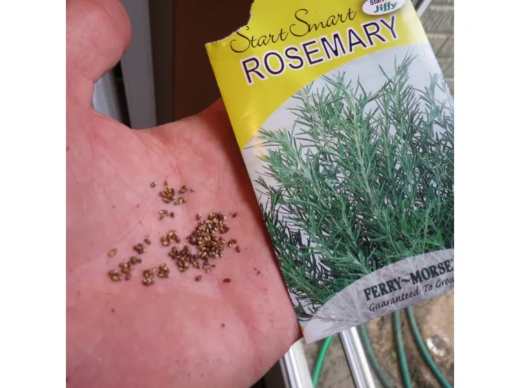 Manciata di semi di Rosmarino