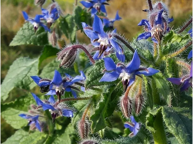 Fiori di borragine