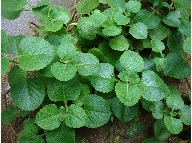 Pianta di borragine