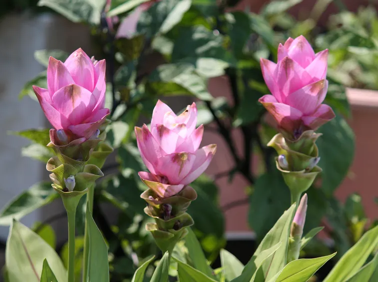 Pianta della curcuma