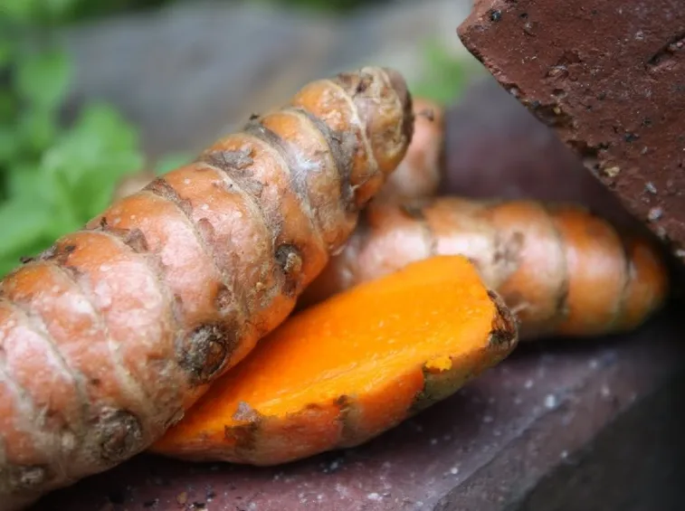 Curcuma longa