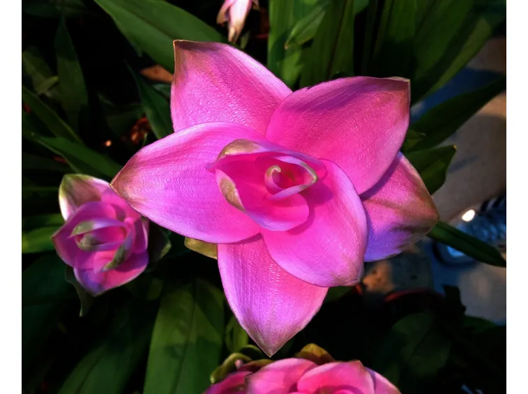Curcuma alismatifolia