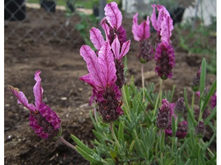 Esempio di lavanda stoechas.
