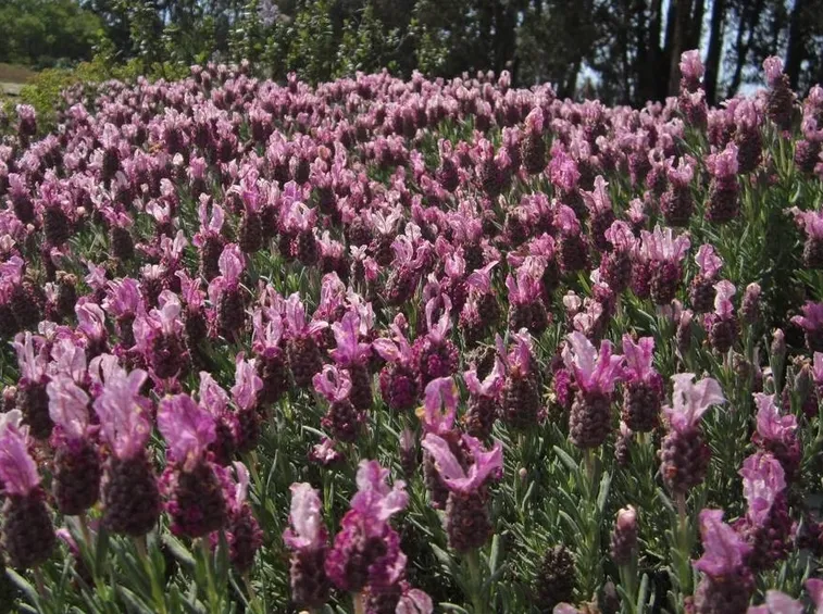 Dettaglio infiorescenza lavanda stoechas.