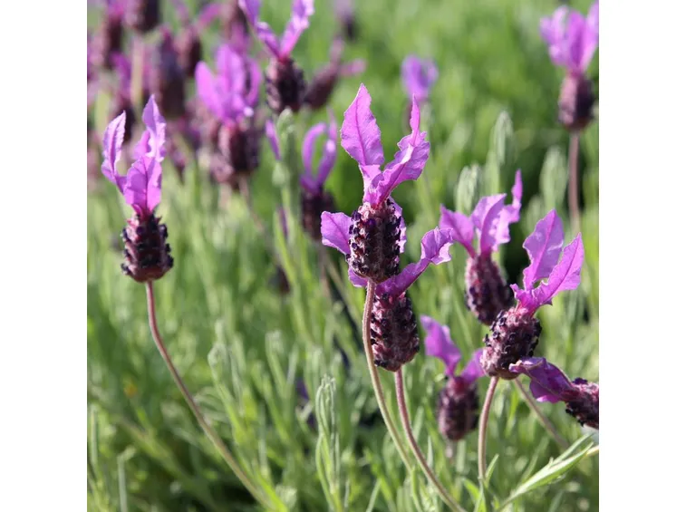 Dettaglio petali Lavanda stoechas.