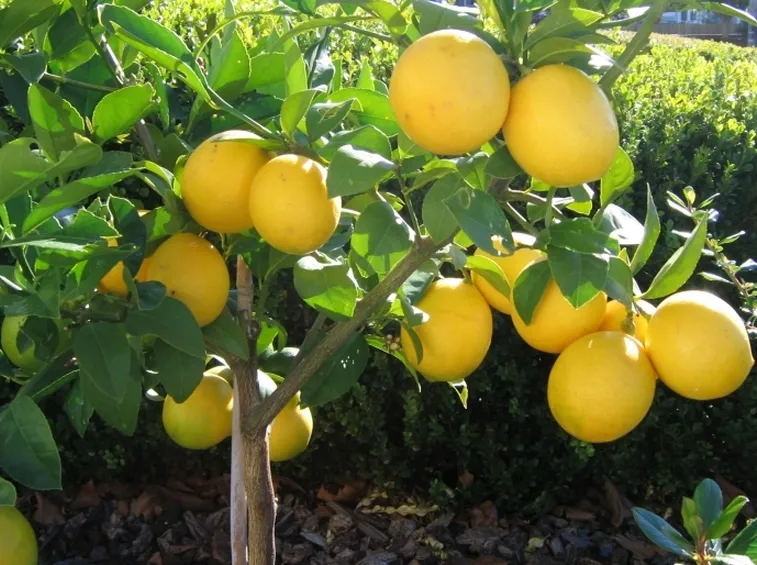 Limone