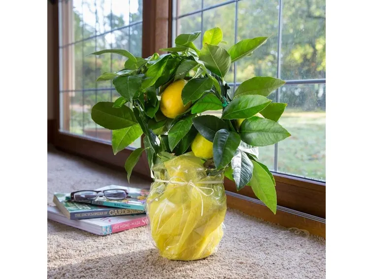 limoni