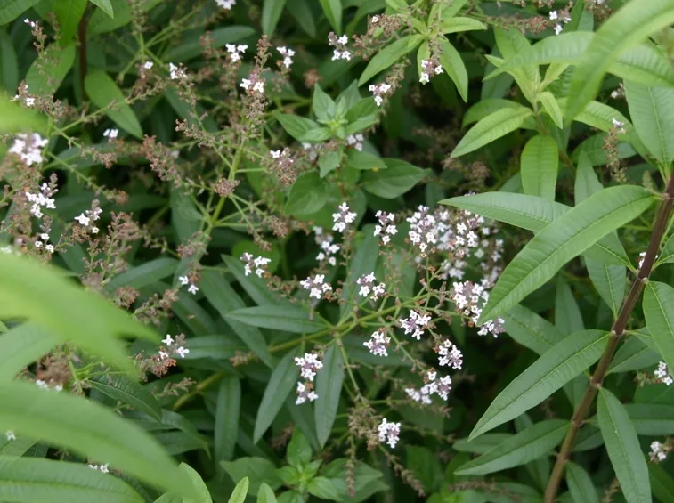 lippia
