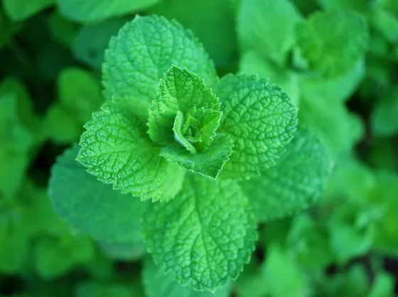 Menta aquatica