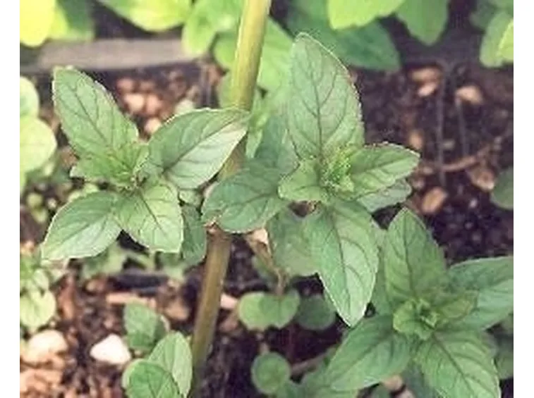 Menta