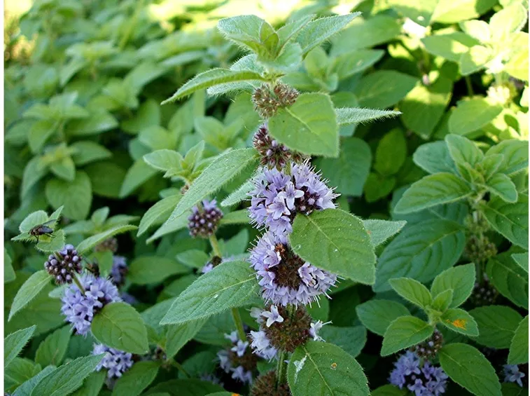 Mentha arvensis