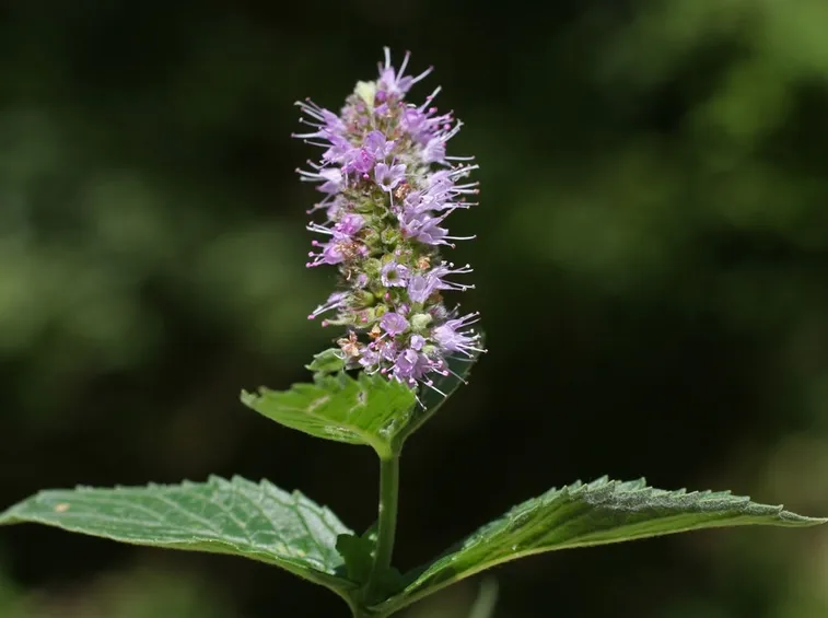 Mentha longifolia