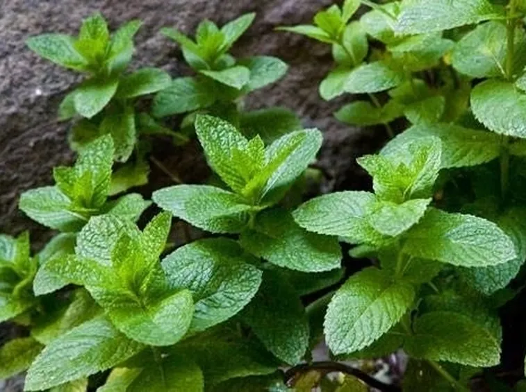 Menta