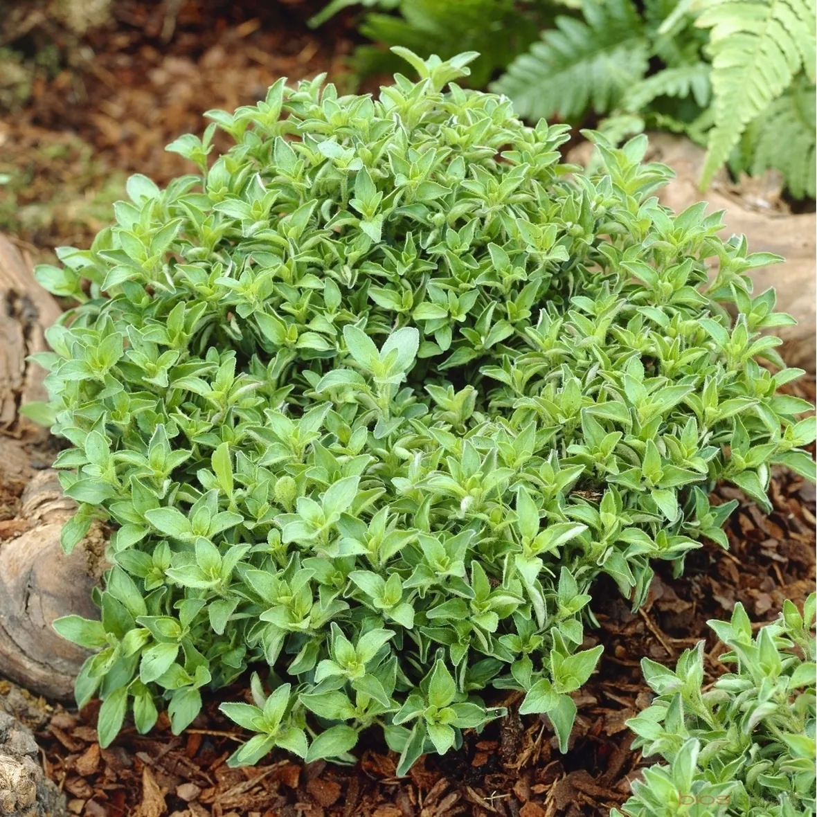 Pianta di origano fiorita