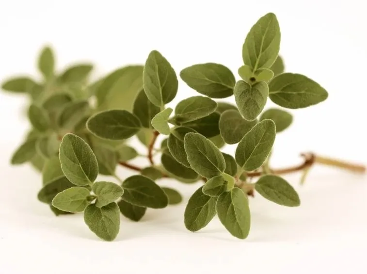 Origano selvatico