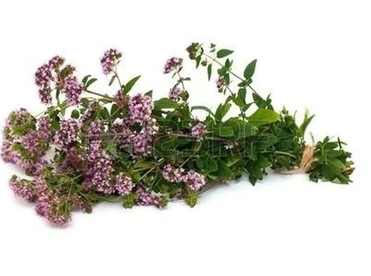 Origano fiorito