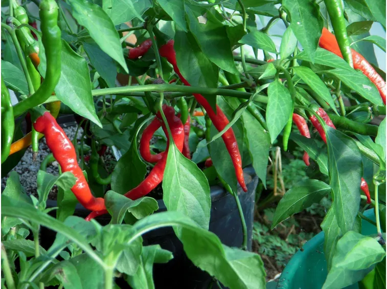 Peperoncino