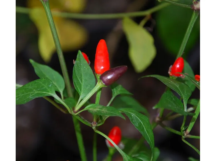 capsicum annuum