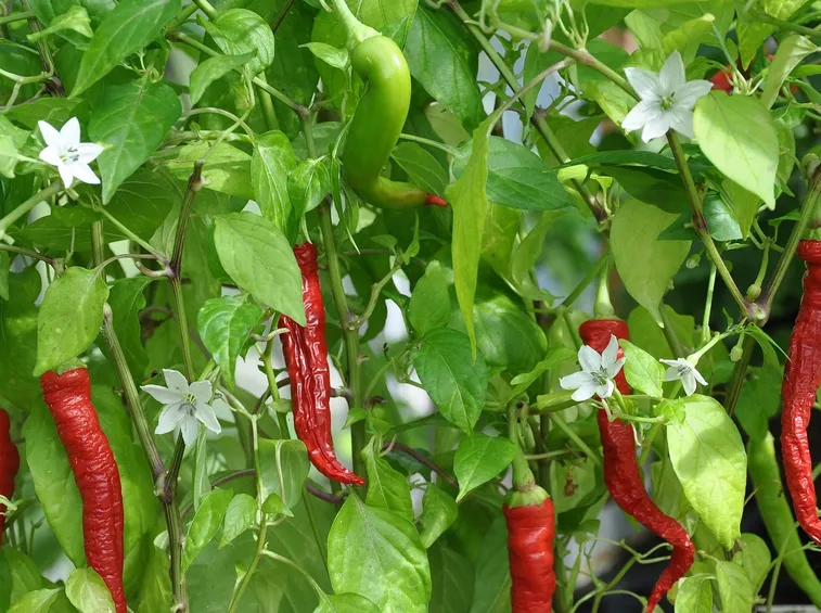 peperoncino