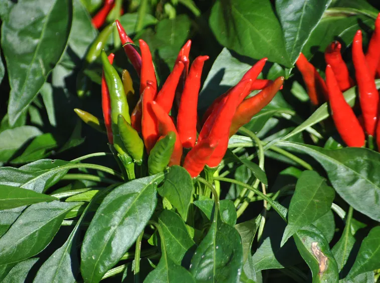 Varietà Habanero bianco