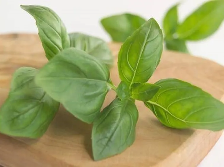 Pianta di basilico a foglie piccole