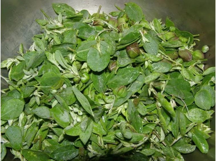 diverse varietà di piante di capperi