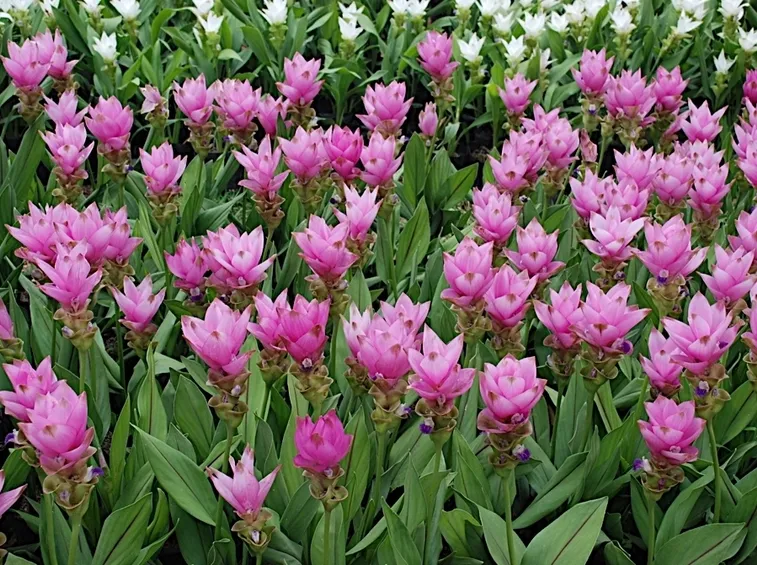 foglie curcuma
