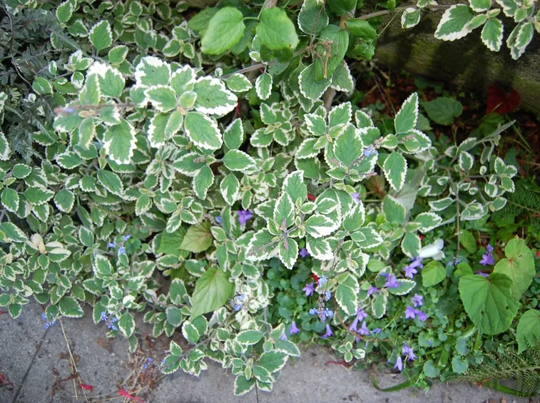 Pianta aromatica