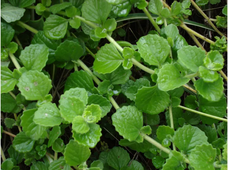 Piante aromatiche