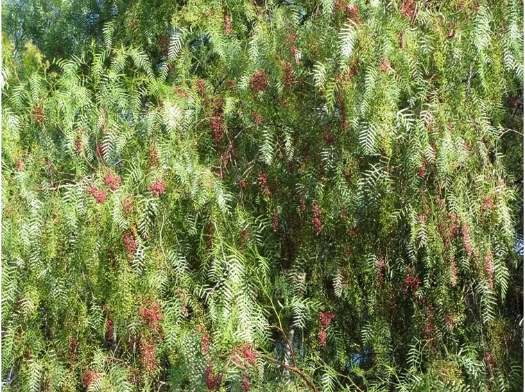 Albero pepe rosa