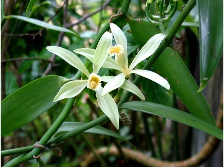 Fiori di vaniglia