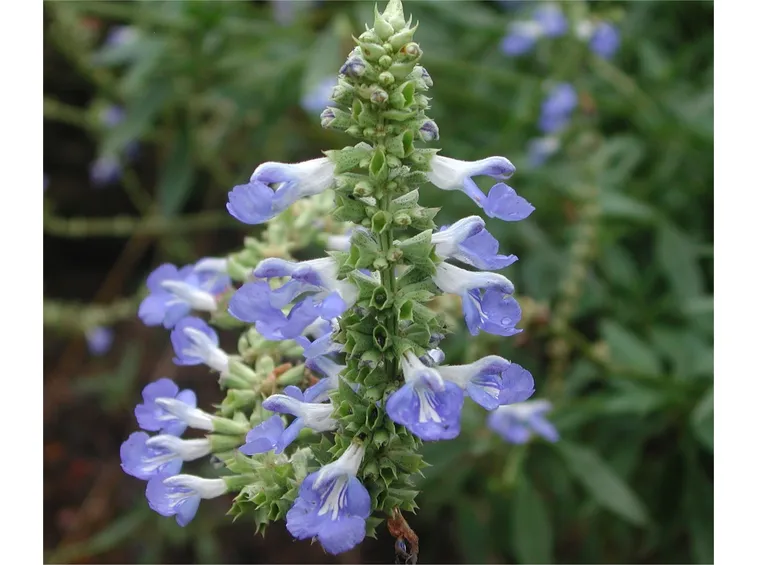 Salvia