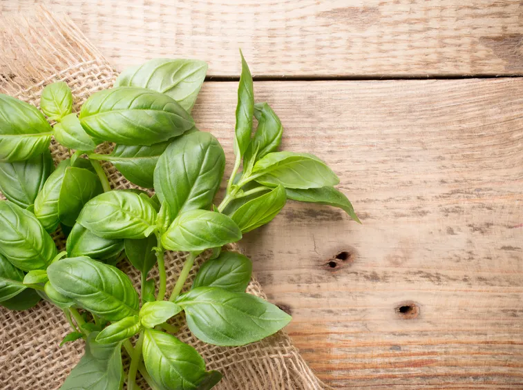 piante aromatiche