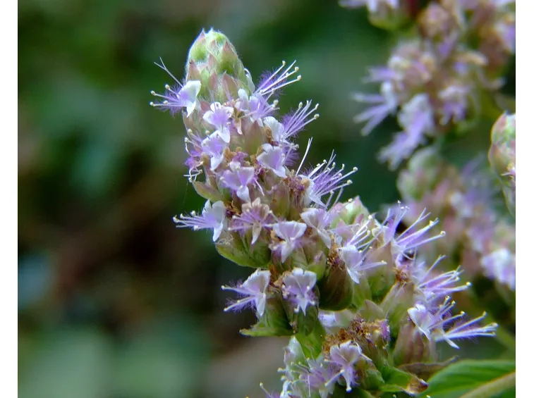 fiore patchouli