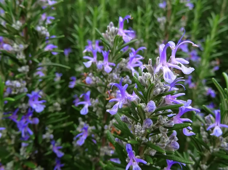 Rosmarino in fiore