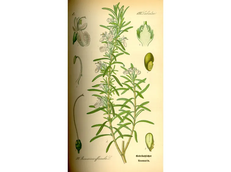 Dettaglio struttura rosmarino prostrato