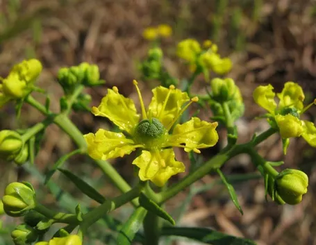 ruta graevolens