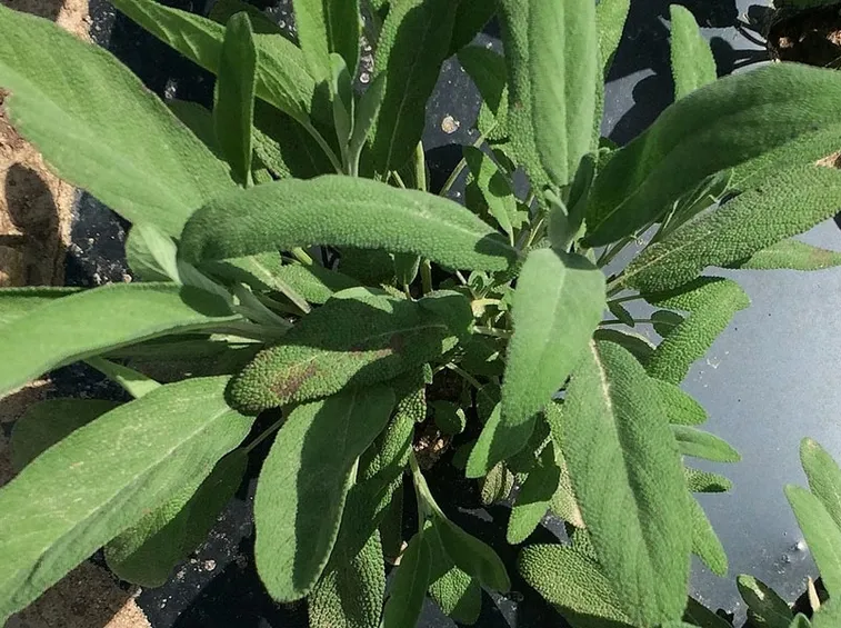 Salvia nell'orto