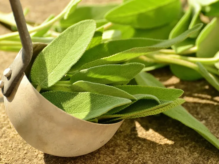 Foglioline di salvia